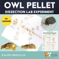 Owl Pellet Dissection Lab & Owl Unit: Bone Chart, Dichotomous Key, & Food Web