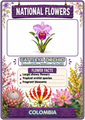 National Flowers Flashcards | 20 Printable Flower Flashcards