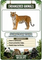 Endangered Animals of the World Flashcards 20 Printable Animal Flash Cards