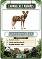 Endangered Animals of the World Flashcards 20 Printable Animal Flash Cards