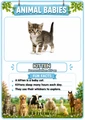 Animal Babies Flashcards 20 Printable Flashcards with Pronunciations