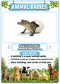 Animal Babies Flashcards 20 Printable Flashcards with Pronunciations