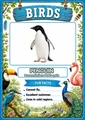 Birds Flashcards | 20 Printable Bird Flash Cards with Pronunciations