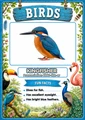 Birds Flashcards | 20 Printable Bird Flash Cards with Pronunciations
