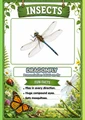 Insects Flashcards 20 Printable Insect Cards with Pronunciations