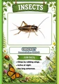 Insects Flashcards 20 Printable Insect Cards with Pronunciations