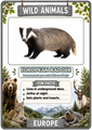 Wild Animals Flashcard Animal Cards with Pronunciations