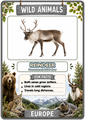 Wild Animals Flashcard Animal Cards with Pronunciations