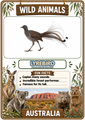 Wild Animals Flashcards 20 Australian Printable Animal Cards with Pronunciation