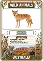 Wild Animals Flashcards 20 Australian Printable Animal Cards with Pronunciation