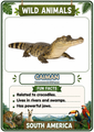 Wild Animals Flashcards 20 South American Printable Animal Cards with Fun Facts