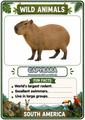 Wild Animals Flashcards 20 South American Printable Animal Cards with Fun Facts