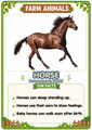 Farm Animals Flashcards 20 Printable Animal Cards with Fun Facts