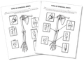 Synovial (Diarthrosis) Joints Worksheet- Illustrated