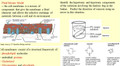 Membrane Learning Activities for AP Biology (Distance Learning)