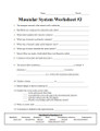 Muscular System Worksheet Series
