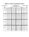 Protein Synthesis, Cell Transport, and Energy Flow Activity