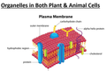 Cellular Organelles Powerpoint Notes