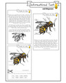 samples of Informational Text passage and diagram activity