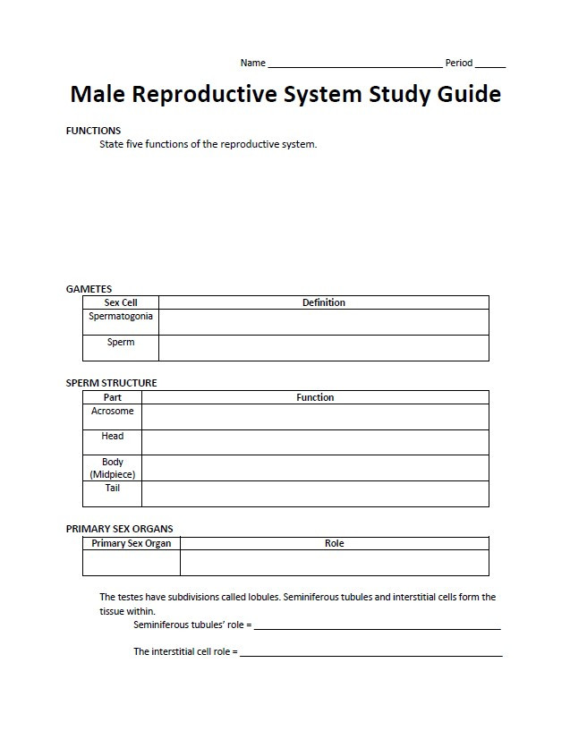 Male Reproductive System Study Guide