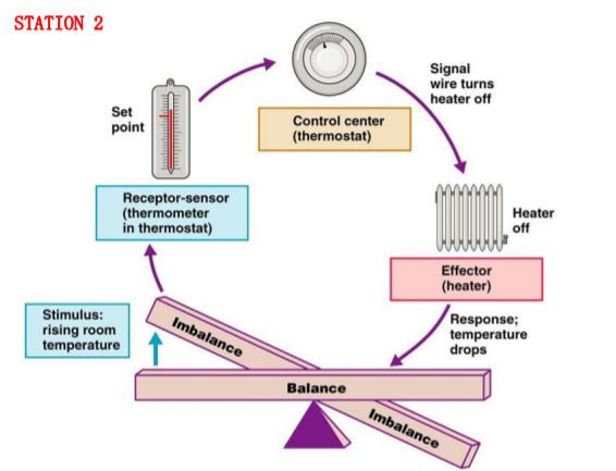 Homeostasis - Amped Up Learning