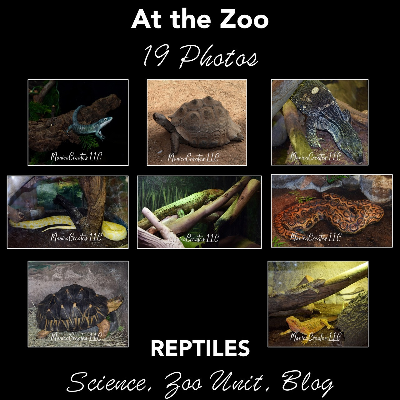 Stock Photos - Reptiles at the Zoo - Amped Up Learning