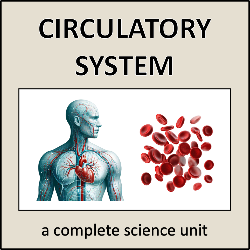 Circulatory System Lapbook