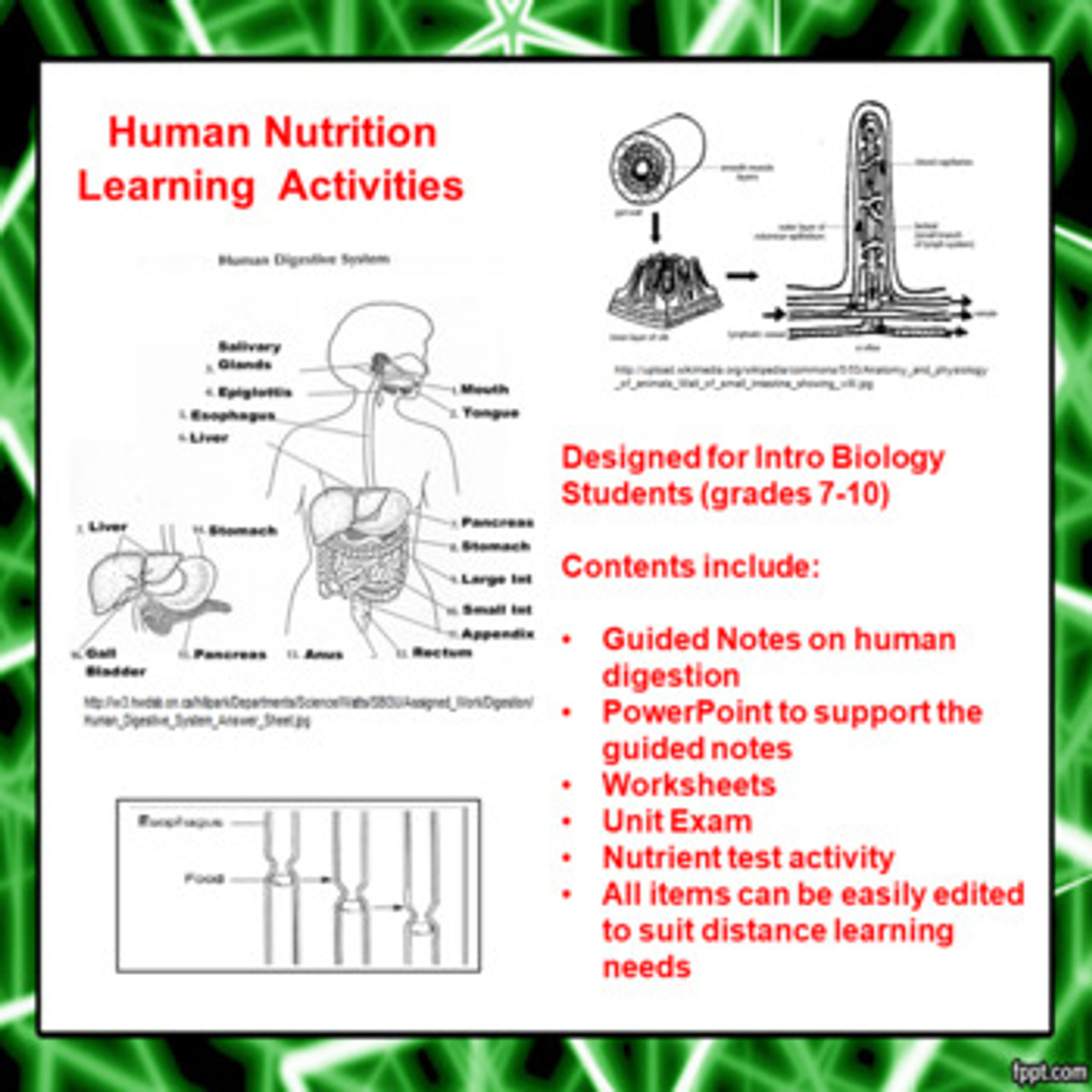 Human Digestion Learning Activities (Distance Learning)