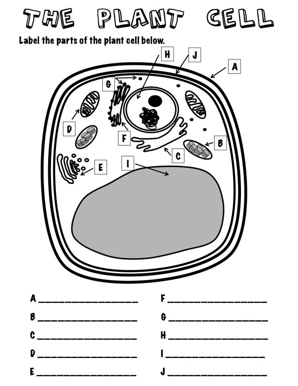 The Plant Cell Label with Word Bank