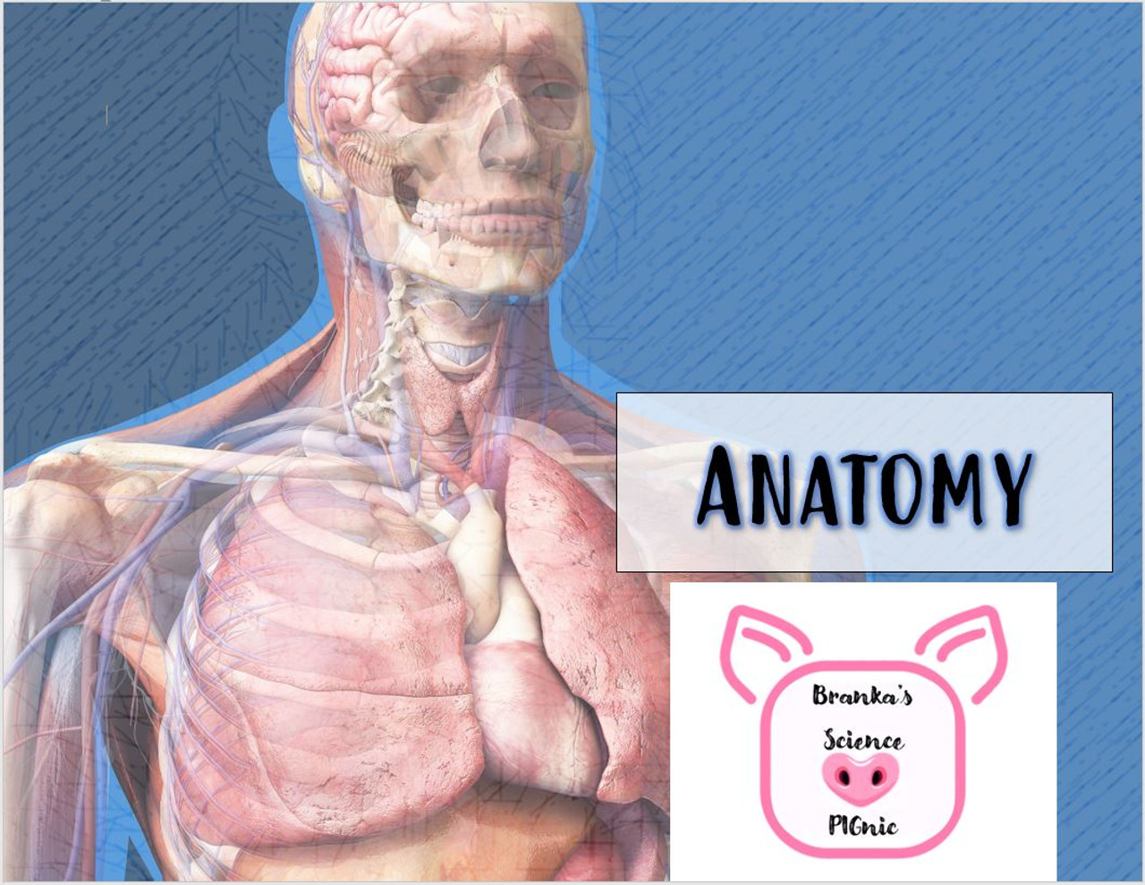 Anatomy Bundled Notes