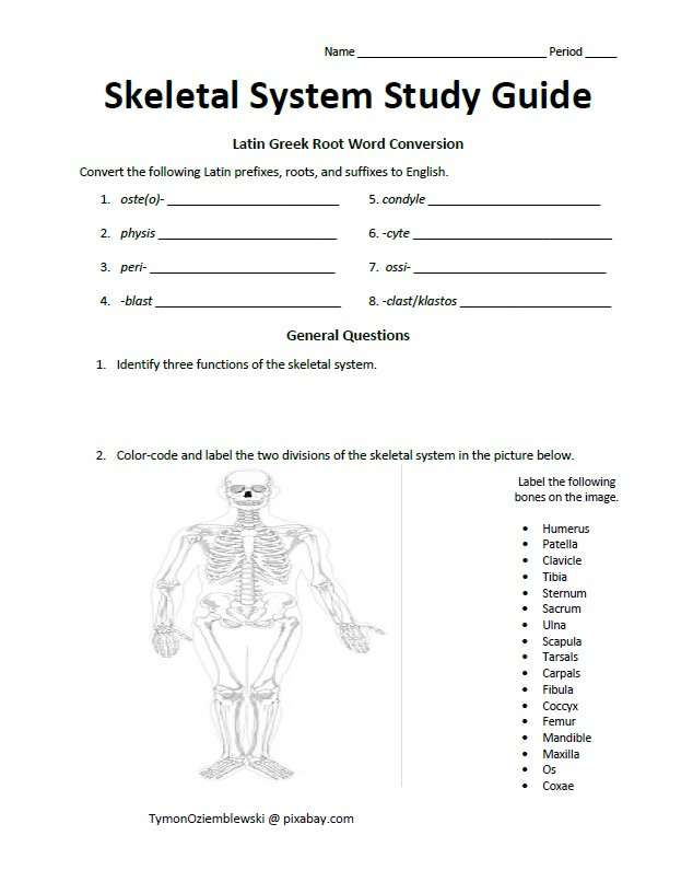 Skeletal System Study Guide