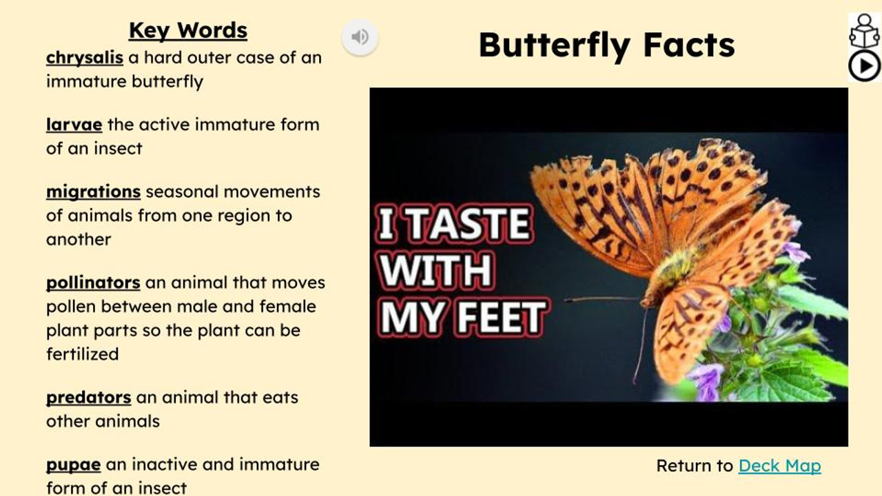 Butterfly Facts Informational Text Reading Passage and Activities