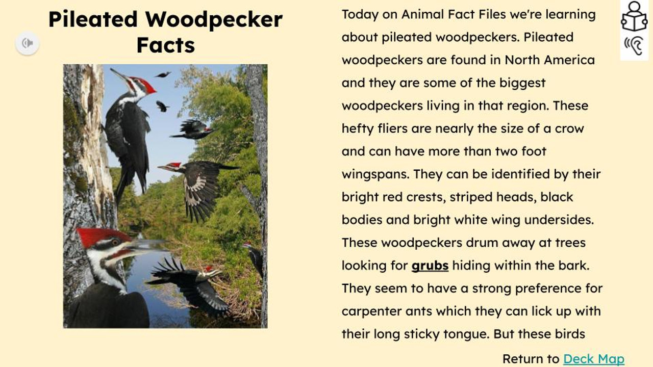 Woodpeckers Informational Text Reading Passage and Activities