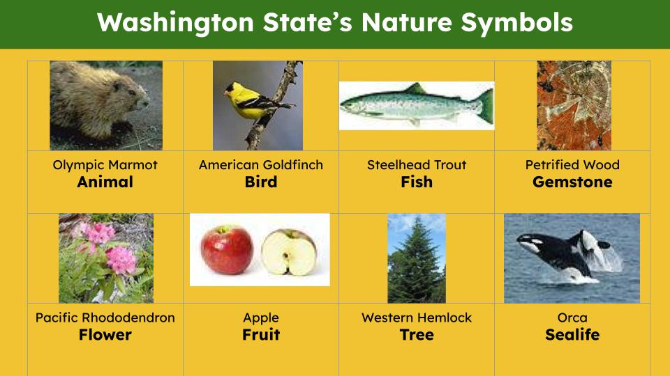 Washington (50 States and Capitals) Informational Text and Activities