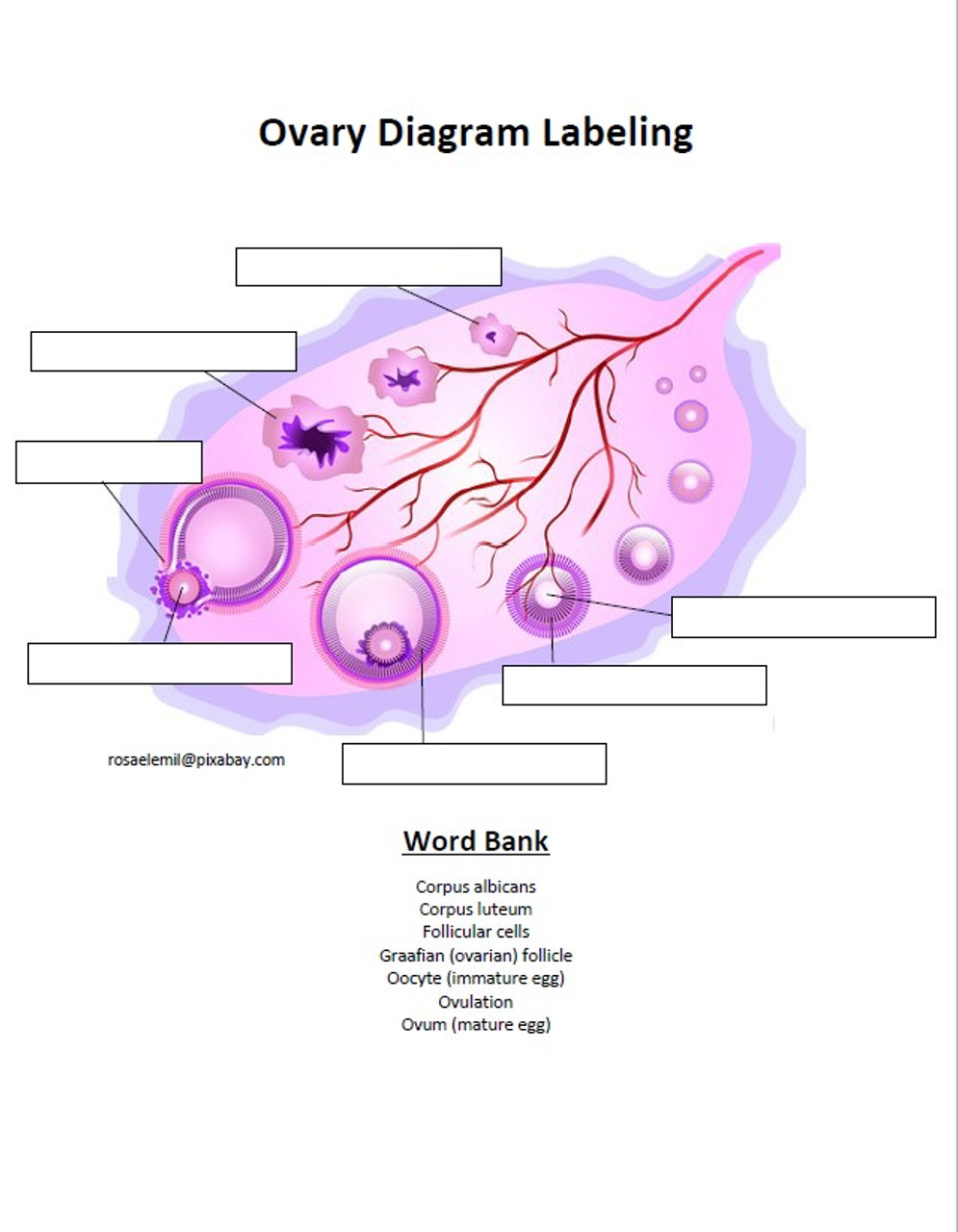 ovary diagram labeled