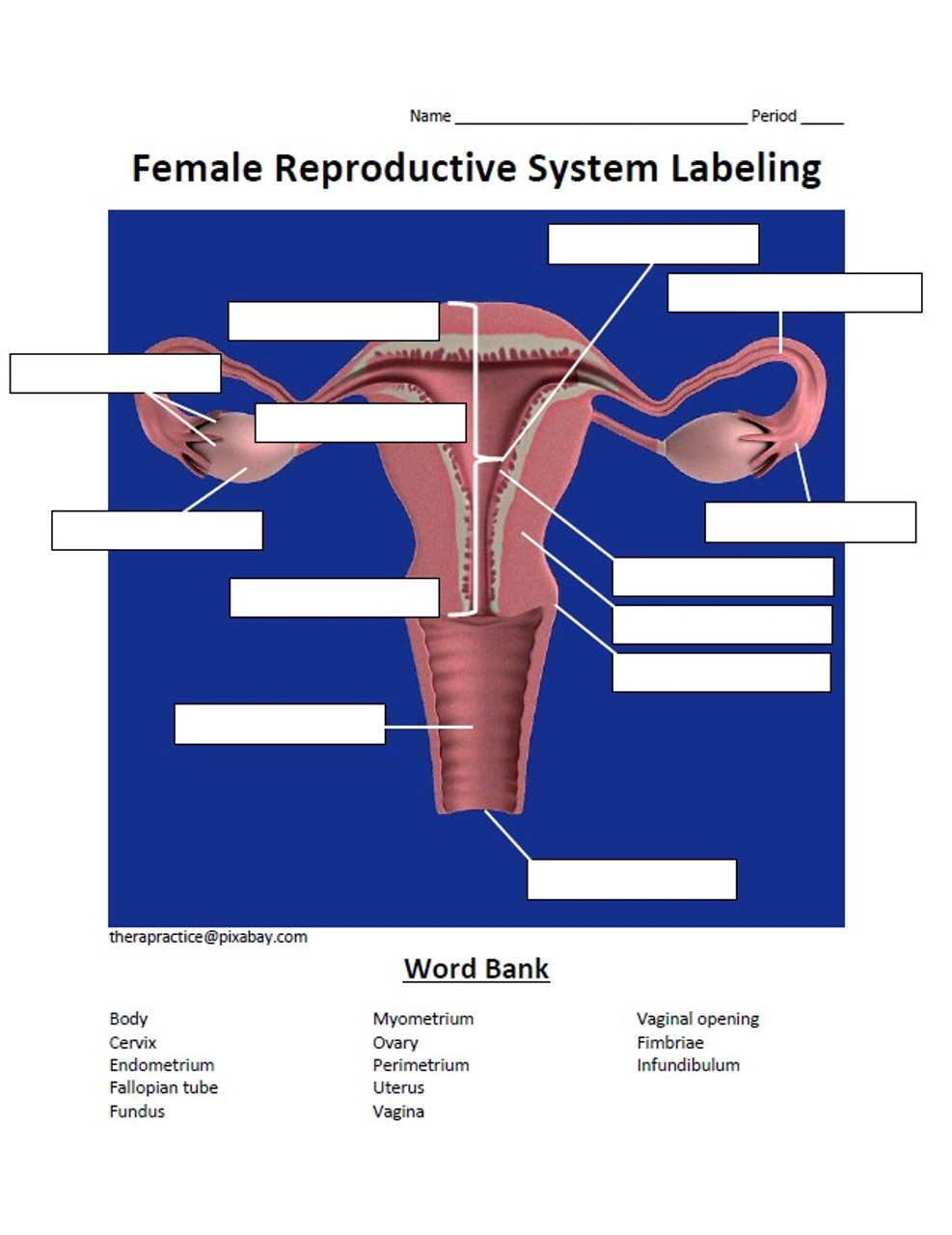 individual homework exercise the reproductive system