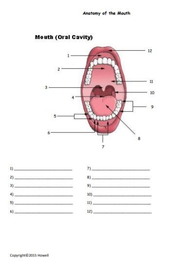 Mouth Anatomy Quiz or Worksheet Amped Up Learning