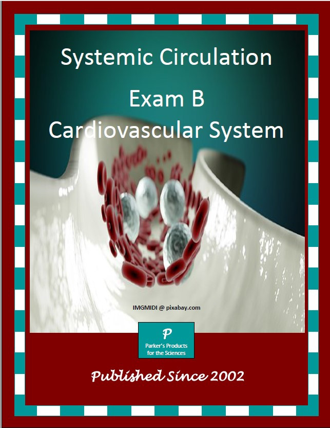 Systemic Circulation Exam B Cardiovascular System Amped Up Learning
