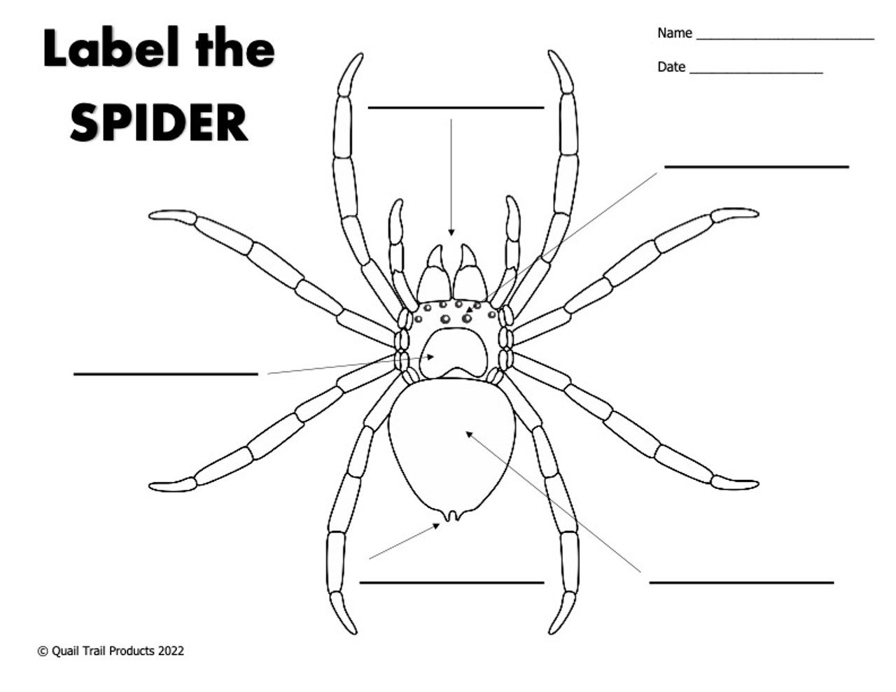 Spider Web Thematic Unit Worksheets and Activities