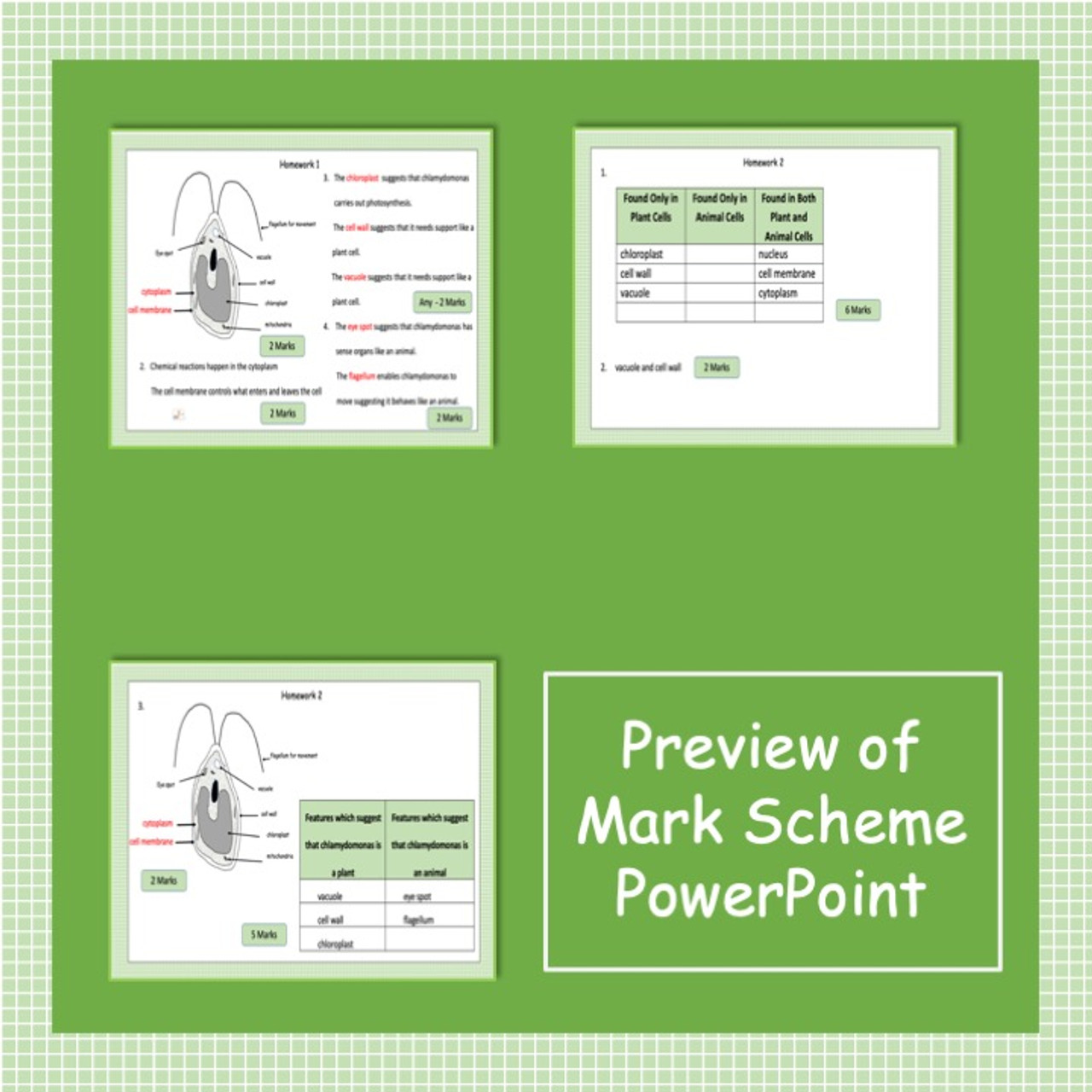 Plant and Animal Cells - Structure, Differences and Specialisation