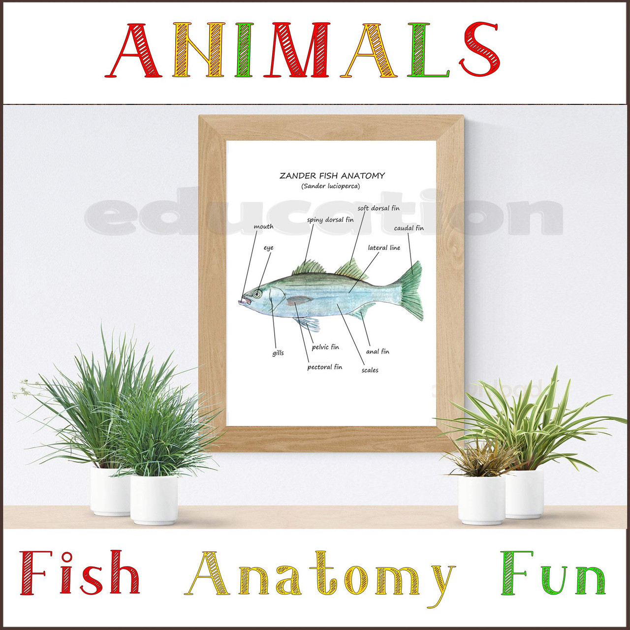 FISH Unit study, Anatomy, Poster and Puzzle, Printable, Biology science