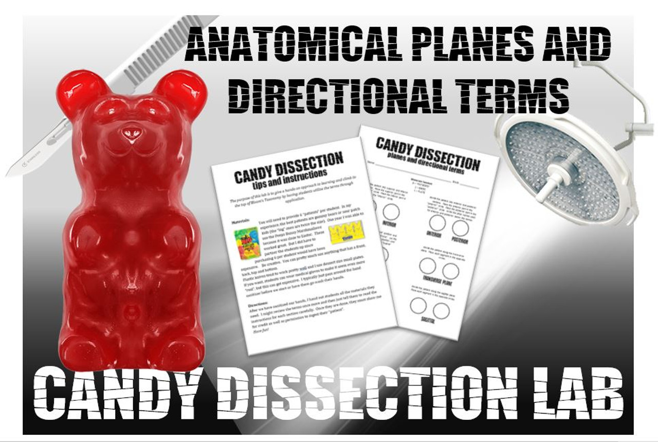Candy Dissection Lab- Learning Anatomical Directional Terms and Planes