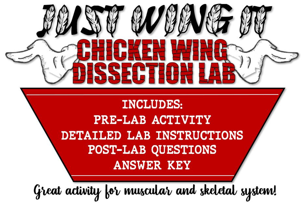 chicken wing dissection drawing