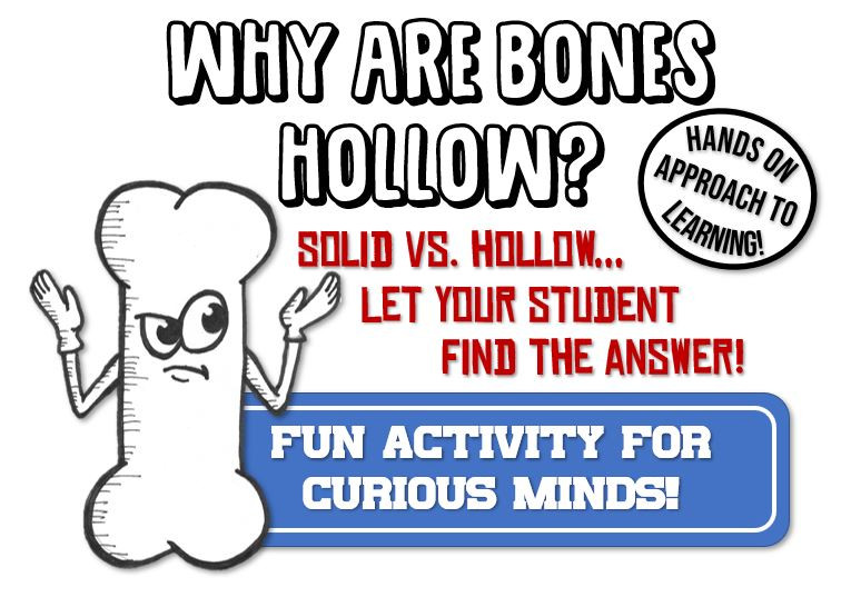 Why Are Bones Hollow? Activity for the Skeletal System! - Amped Up Learning