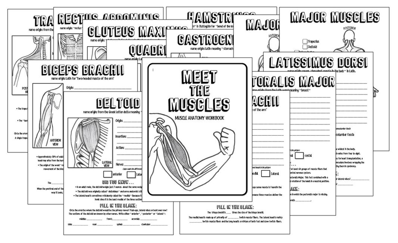 Meet the Muscles- 14 page Muscular System Anatomy Workbook