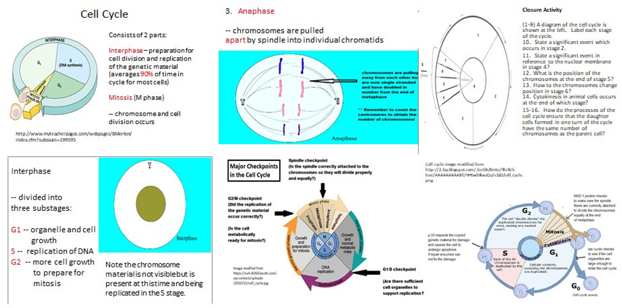 Cell Cycle and Mitosis Learning Activities for AP Biology (Distance Learning)
