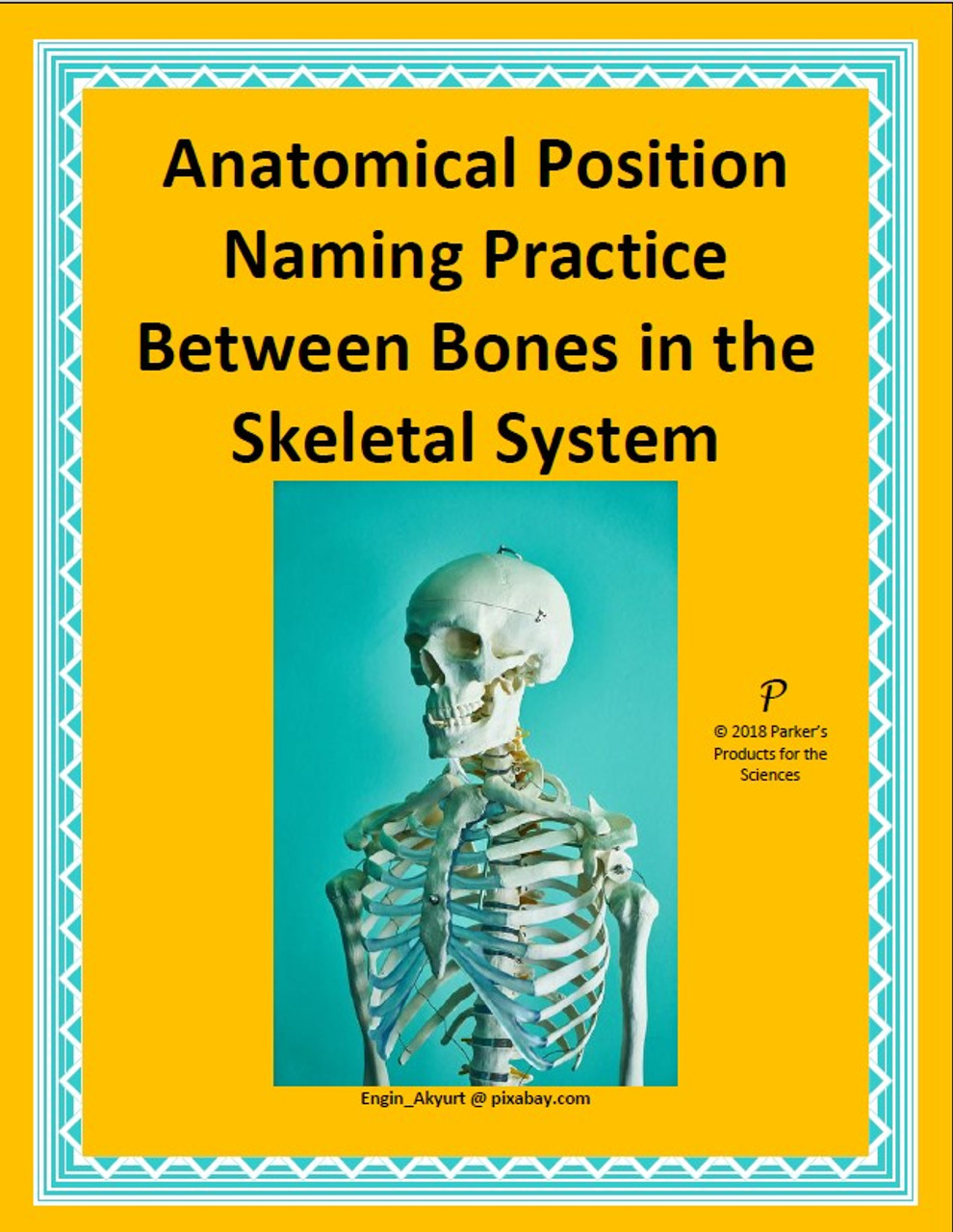 The Anatomical Position - Tom Morrison