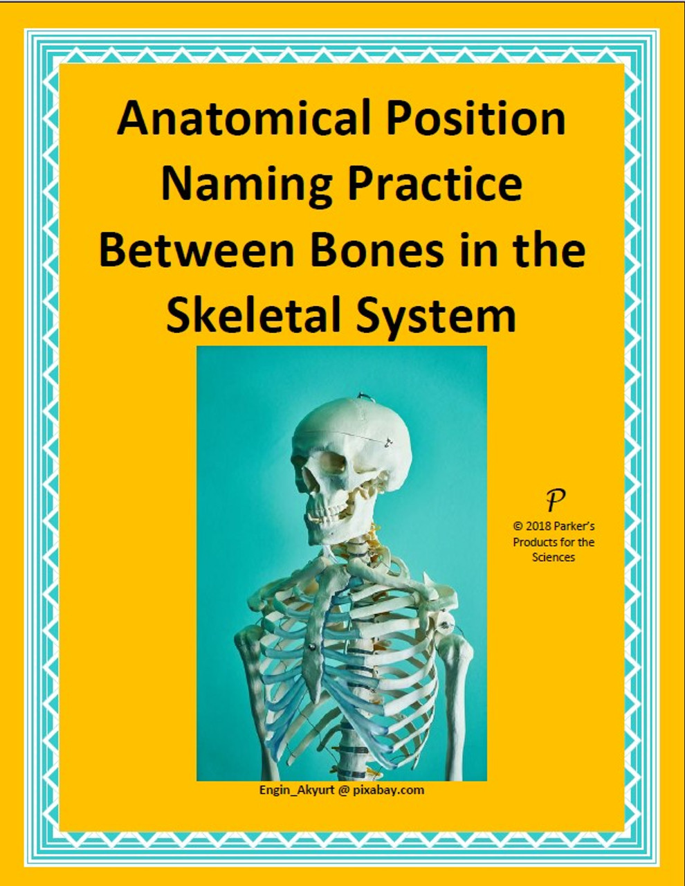 anatomical position skeleton