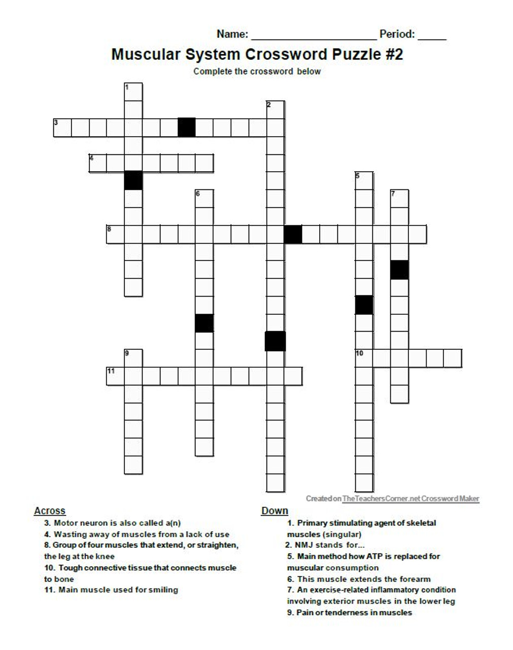 Muscular System Crossword Puzzle Set