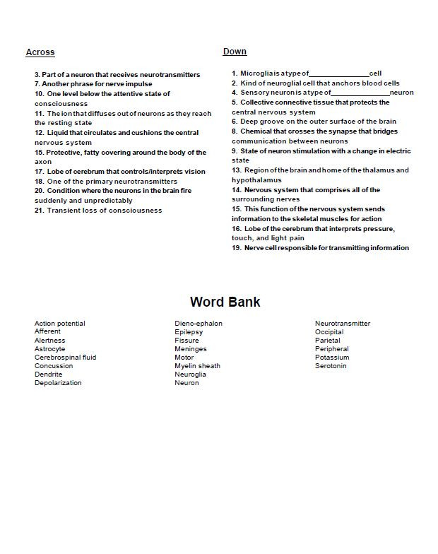 Nervous System Crossword Puzzle Set #1 Amped Up Learning